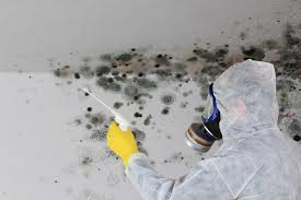 Why You Should Choose Our Mold Remediation Services in Broken Arrow, OK